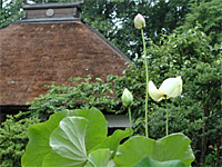 大雄寺の蓮の花